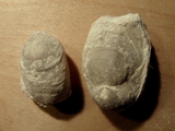 Brachiopode